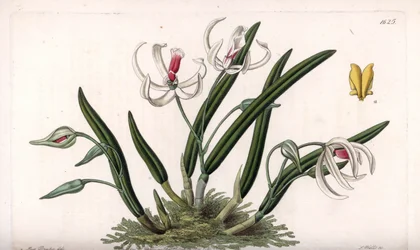 Orchidee: miniatuurvariëteit van leptotes - Plaat gegraveerd door S.Watts, uit een illustratie van Sarah Anne Drake, uit het Botanical Register van Sydenham Edwards, Engeland