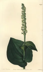 Orchidee variëteit - Gennaria diphylla