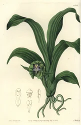 Orchidee variëteit - Pabstia viridis orchidee (Groene maxillaria, Maxillaria viridis). Handgekleurde kopergravure door S. Watts naar een illustratie van Miss Sarah Drake uit Sydenham Edwards