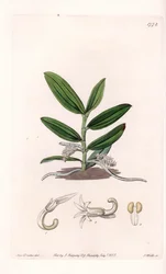 Orchidee: variëteit van camphylocentrum