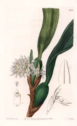 Maxillaria