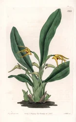Orchidee: variëteit van maxillaria, inheems in tropisch Amerika