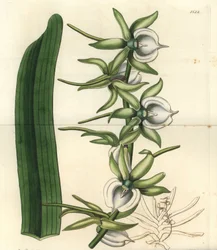 Orchidee varieteit van de Indische Oceaan Eilanden - Ivoor angraecum orchidee, Angraecum eburneum