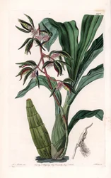 Orchidee: variëteit van catasetum, genaamd baard