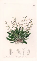 Orchidee: variëteit van epidendre