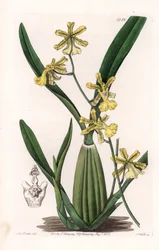 Orchidee, variëteit van oncydium, afkomstig uit Zuid-Amerika - Plaat gegraveerd door S.Watts, uit een illustratie van Sarah Anne Drake (1803-1857), uit het Botanical Register van Sydenham Edwards (1768-1819), Engeland