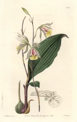 Orchidee, Amerikaanse Bletia