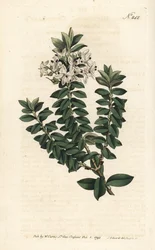 Ouessant mirte of elliptische veronica - Kruisbladige ereprijs, Veronica decussata