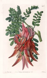 Papegaaienbek