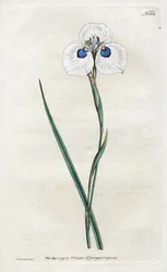 Pauwiris - Lithografie door Sydenham Edwards (1768-1819), plaat uit William Curtis