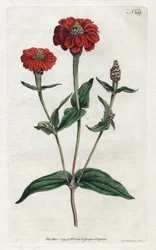 Peruaanse zinnia of bresine - uit het Botanical Magazine van William Curtis (1746-1799)