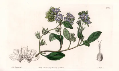 Phacelia, endemisch in Californië - Gegraveerd door S. Watts, naar een illustratie van Sarah Anne Drake (1803-1857), uit het Botanical Register van Sydenham Edwards (1768-1819), Engeland