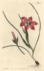 Roze froetang