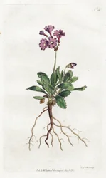 Primevere marginee - Lithografie door Sydenham Edwards (1768-1819), plaat uit William Curtis