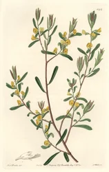 Pultanea flexilis, afkomstig uit Australië - Sterk water door S. Watts naar een illustratie van Sarah Anne Drake (1803-1857), uit het Botanical Register
