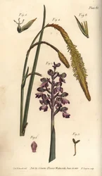 Paarse orchidee, Orchis mascula, Gynandria