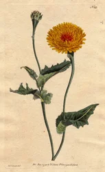 Scorsonere van Tanger of addergras met klaproosblad, gele bloemen met karmozijnrode hart - inheems in Tanger aan de Barbarijse kust
