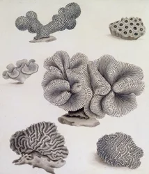 Schelpjes en mariene flora