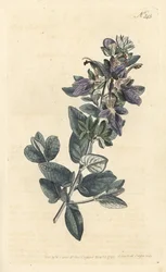 Struikige gamander, Teucrium fruticans (Teucrium latifolium)