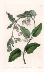 Zijdehouder Araujia - Plaat gegraveerd door S. Watts, naar een illustratie van Sarah Anne Drake (1803-1857), uit het Botanical Register van Sydenham Edwards (1768-1819), Engeland