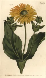 Silphium of harskruid, Silphium asteriscus, Polygamia nessaria