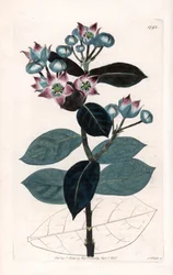 Sodom Appelboom of Zijdeboom - uit het Botanical Register van Sydenham Edwards (1768-1819), Engeland