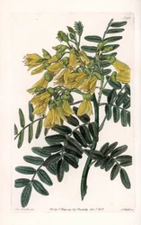 Zuid-Amerikaanse sophora variëteit