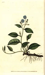 Voorjaarsomphalodes of Printaniere Kleine Bernagie - uit William Curtis