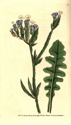 Zee lavendel
