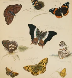 Studies van Vlinders en Insecten
