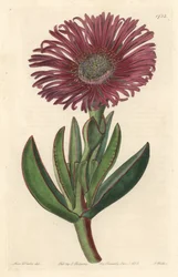Vetplant Carpobrotus, inheems in Zuid-Afrika - uit het Botanical Register