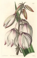 Superb Yucca, uit het Botanical Register