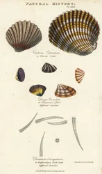 Doornige hartschelp, Cardium echinatum, afgeknotte purr, Donax crenulata, en achtgeribde tandschelp, Dentalium octangulatum. Handgekleurde kopergravure naar Sydenham Edwards uit John Mason Good