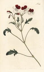 Driekleurige ooievaarsbek, Pelargonium tricolor - uit William Curtis