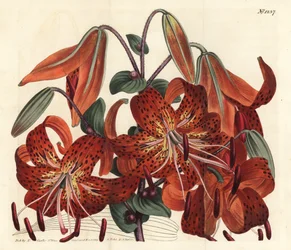 Tijgerlelie, Lilium lancifolium (Tijger-gevlekte Chinese lelie, Lilium tigrinum)