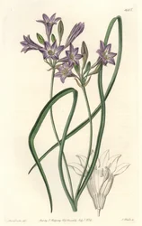 Triteleia of brodiacea lache, uit het Botanical Register