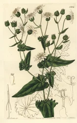 Turnip-leaved musk-succory, Moscharia pinnatifida, uit het Botanical Register