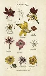 Soorten bloemen: Triandria, Diandria, Haskatria, Pendandria, Tetrandria enz. Met de hand ingekleurde kopergravure naar Sydenham Edwards uit John Mason Goods Pantologia, een nieuwe encyclopedie, G. Kearsley, Londen