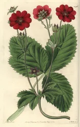 Variëteit van Cinquefoil, uit het Botanical Register