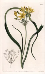 Variëteit van Triteleia of brodeleia, met gele bloemen, afkomstig uit Californië