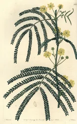 Varieteit van acacia - Varenbladige acacia, Acacia pentadenia