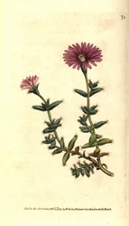 Mesembryanthemum barbarum