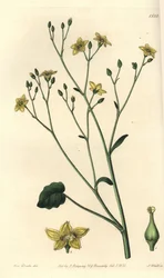 Ornduffia reniformis