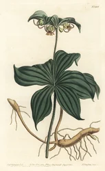 Virginia Medeole of wilde komkommer
