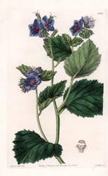 Viskeuze Phacelia
