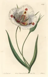 Witbloemige calochorte (mariposa), inheems in Californië
