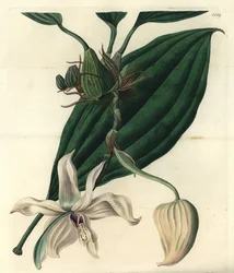 Witte orchidee varieteit - Stanhopea grandiflora orchidee (Ivory-lipped stanhopea, Stanhopea eburnea)