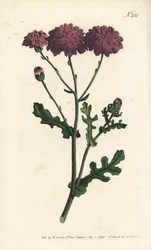 Wilde cineraria - uit William Curtis