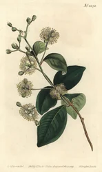 Houtpele