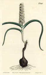 Wurmbea monopetala, uit het Botanical Magazine